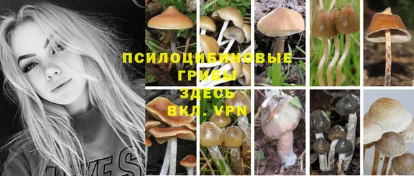 PSILOCYBIN Аркадак